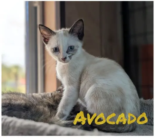 Avocado & Asparagus 4.12.26 (med waiver)
