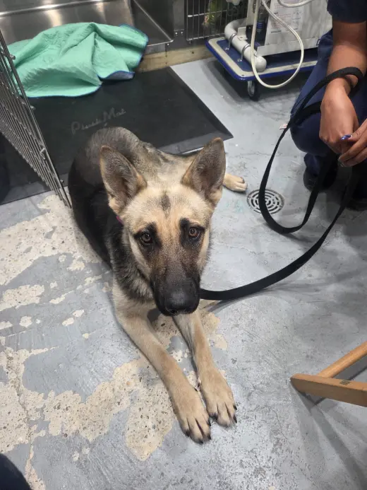 Baby Girl