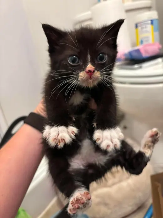 Kitten 2