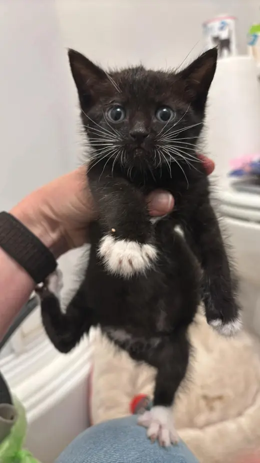 Kitten 1