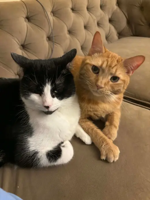 MacDougal