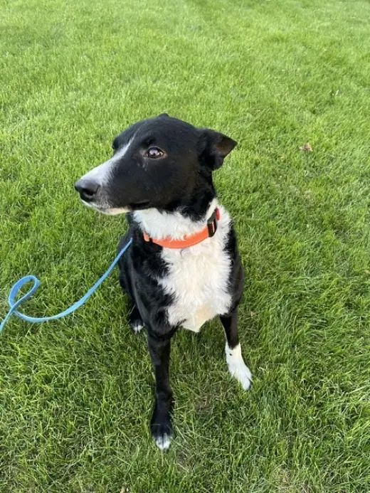 Jesse (a courtesy listing in Northern IL)