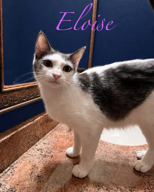 Eloise