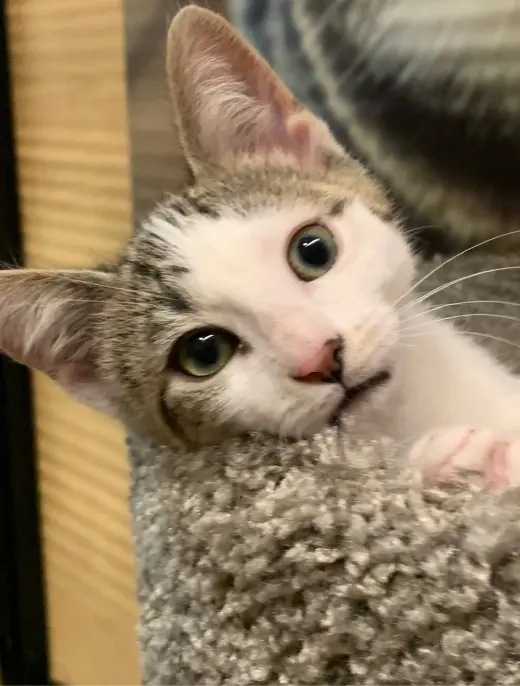 mitch