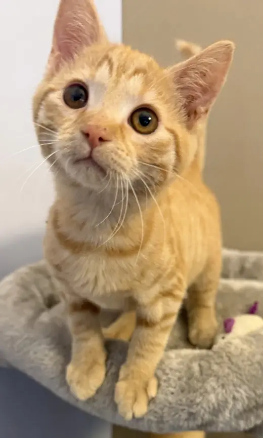 Kat