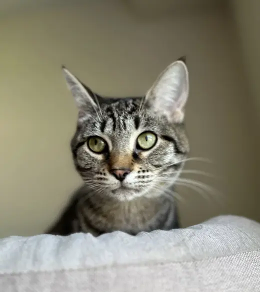 Bonnie