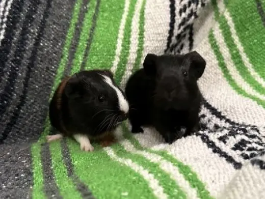 Calico & Midnight