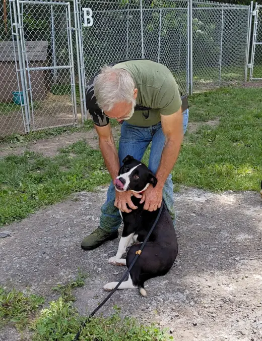 Chance (2yo, 51lbs)