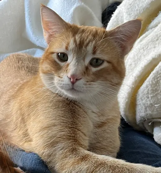 Leo