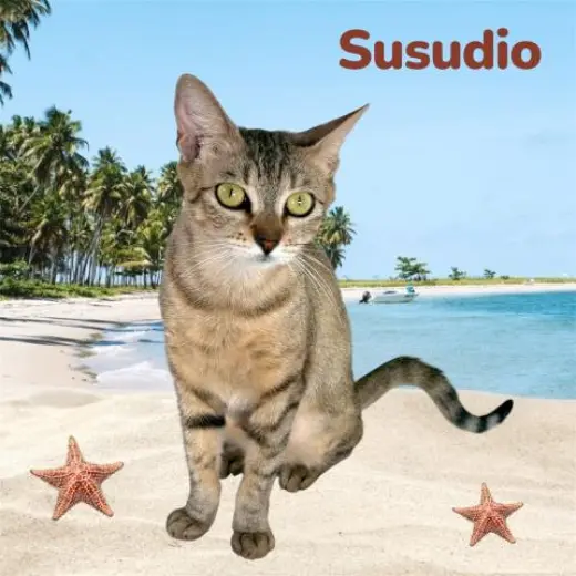 SUSUDIO