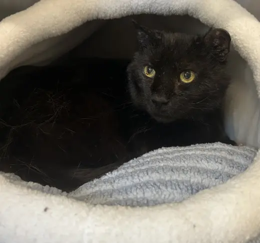 Salem
