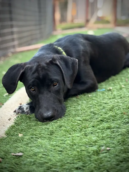 URGENT - Hank