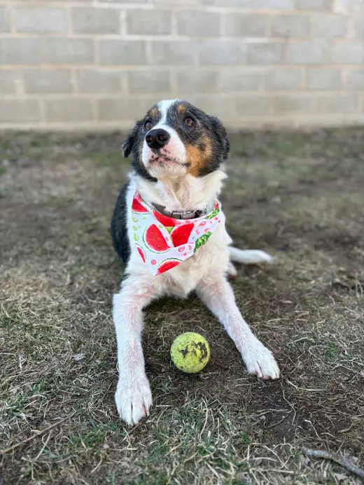 Duke