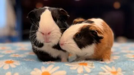 Pedro & Groucho