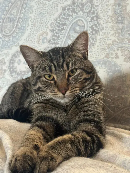 Yoshi