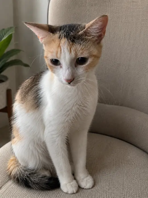 Cecelia