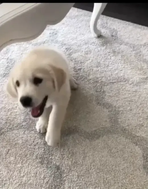 Golden retriever pups pairs