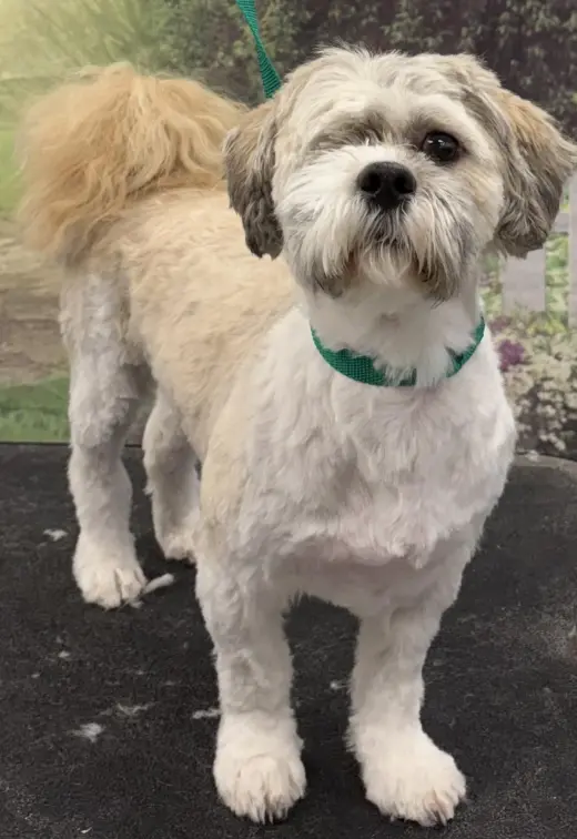 Sammy