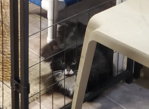 Oreo