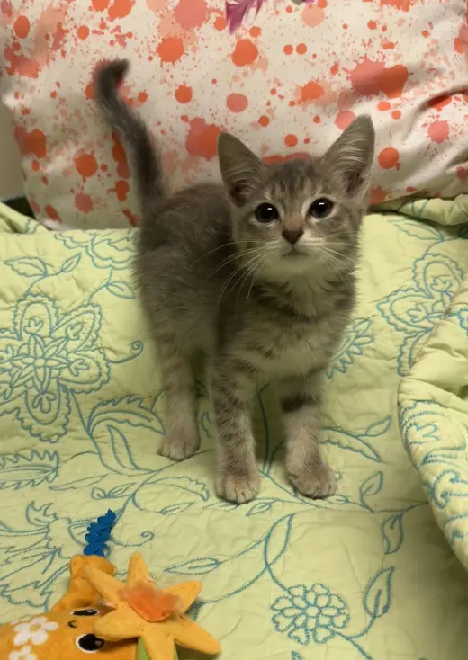 Milo