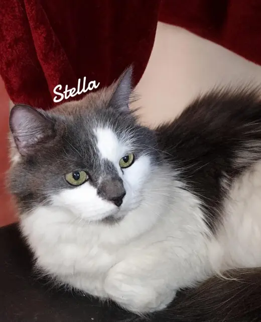 Stella