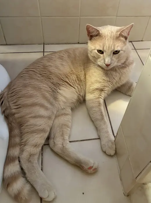 CREME BRÛLÉE & ZESTY-Bonded Brothers