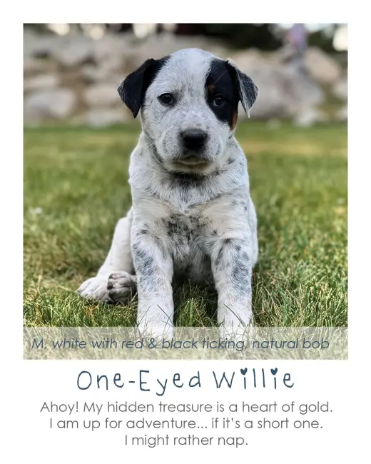 One-Eyed Willie