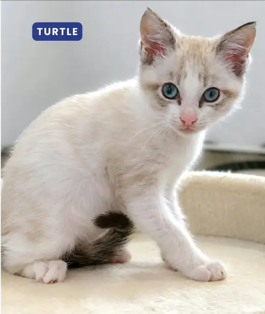 Turtle