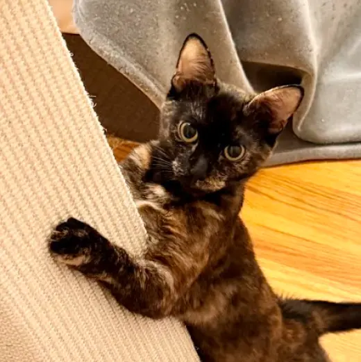 Kodiak (bonded w/ Chiniak)