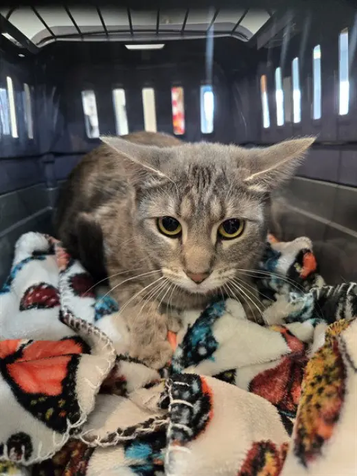CLARABELL