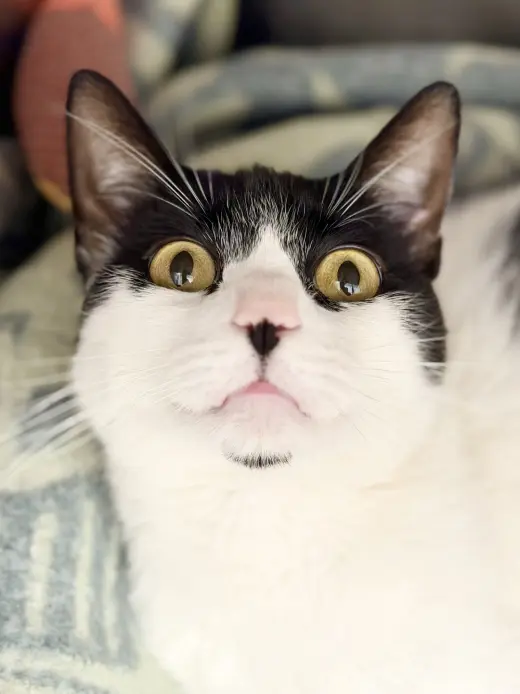 Zorro