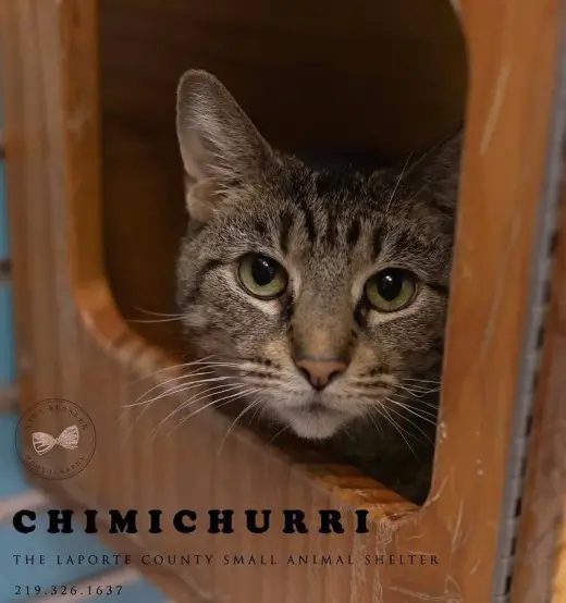 Chimichurri