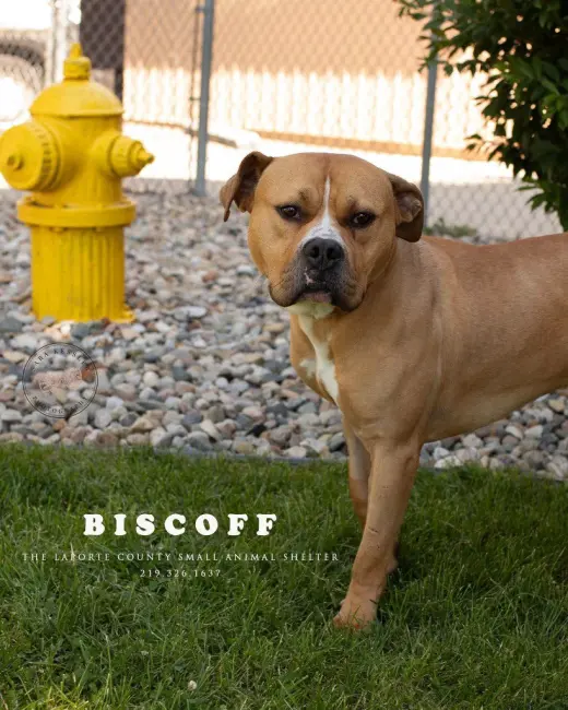 Biscoff