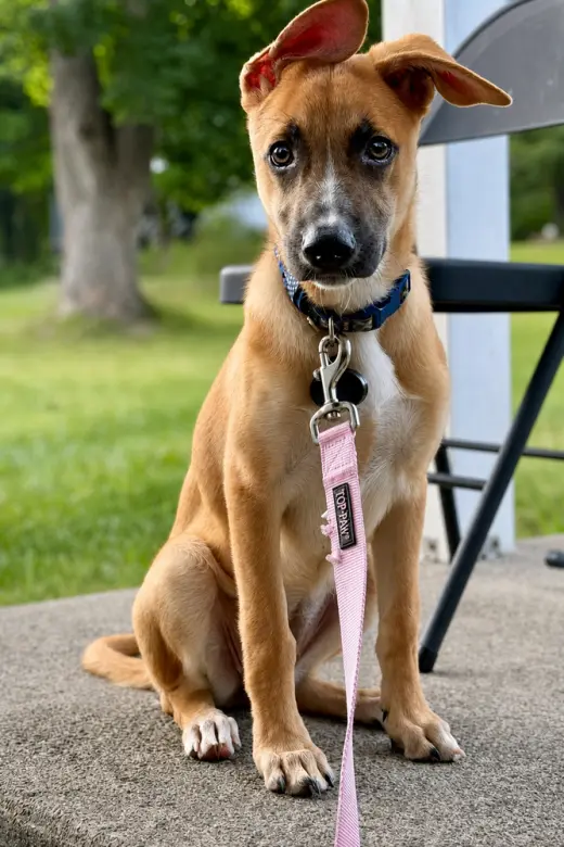 Iris (I Pups)