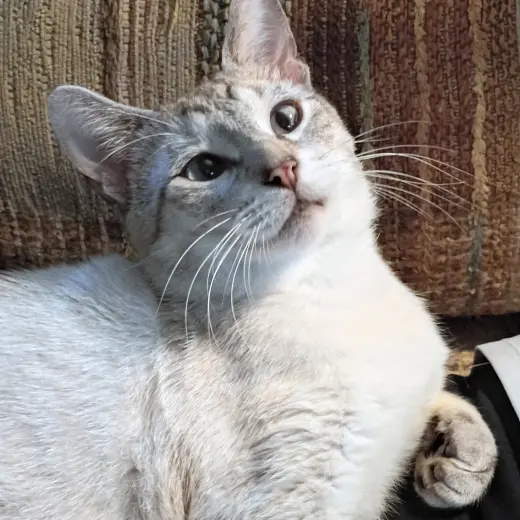 Milo #devotee-of-people