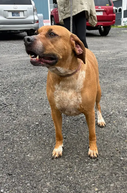 Banjo (5yo, 89lbs)