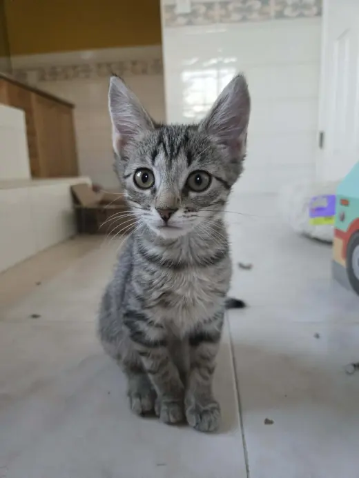 PALMER