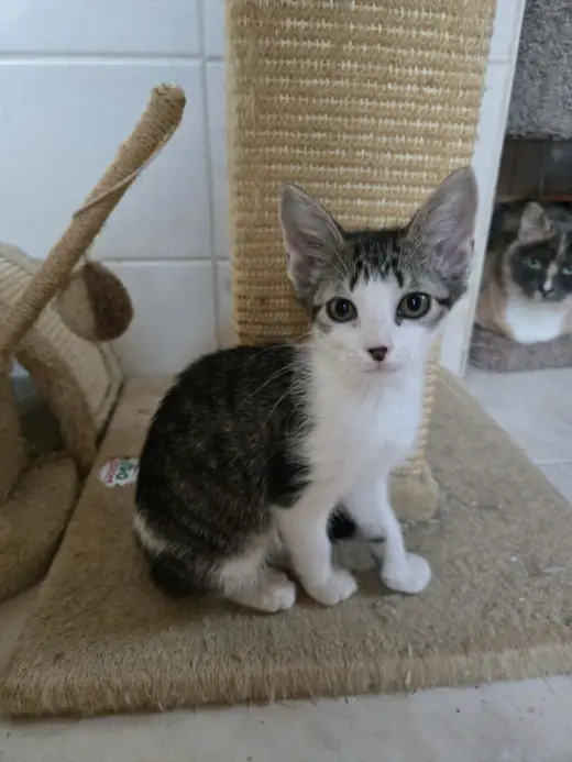 CLEO