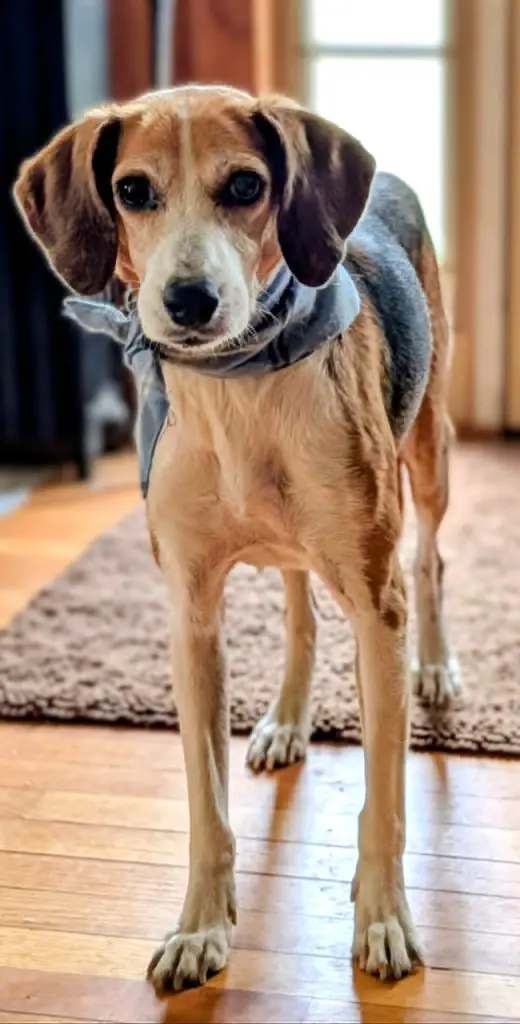 Stella