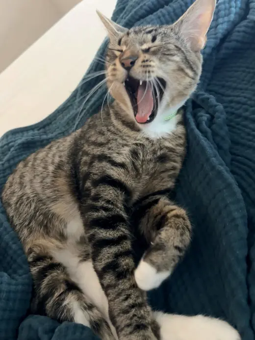 Jules