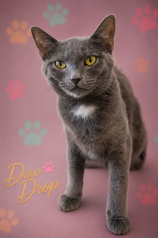 Dew Drop (FCID# 05/13/2026 - 2 Glen Mills PS)