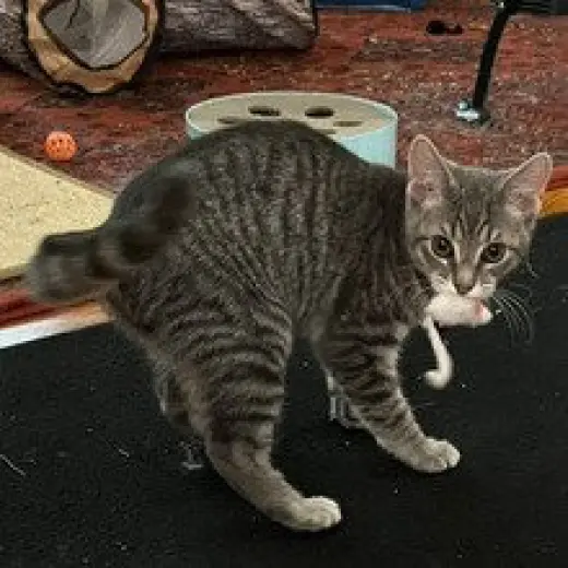 Maverick