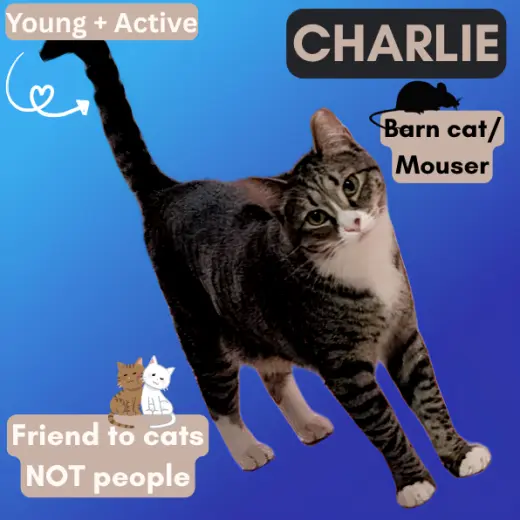 Barn Cat/Mouser: Charlie