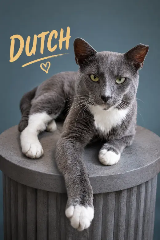 Dutch (FCID# 05/13/2026 - 66 Brandywine PS) KC