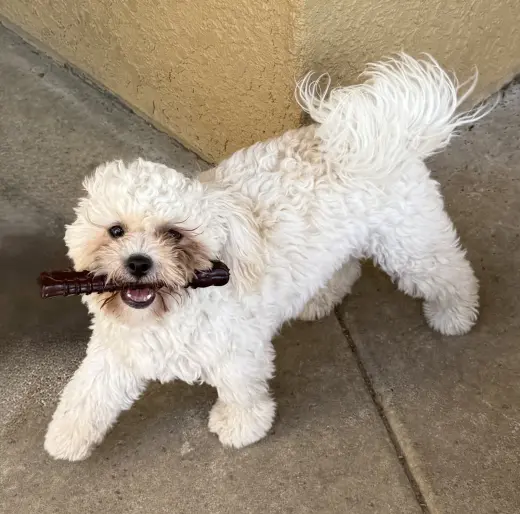 Tino
