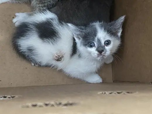NALA