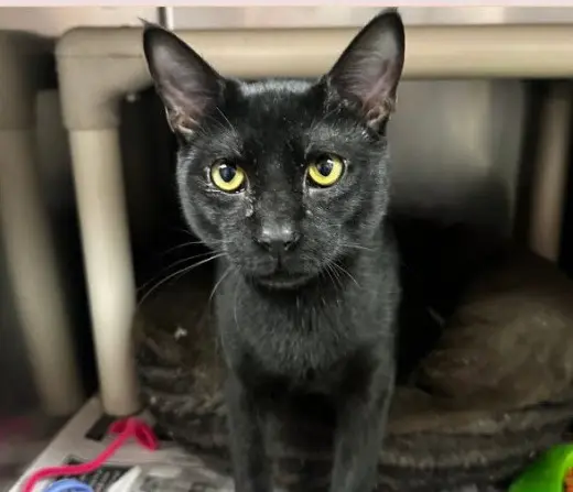 Coco