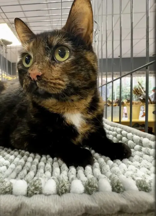 Fern (Offsite at Fancy Paws)