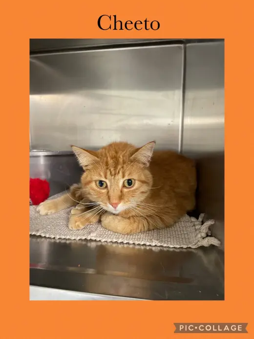 Cheeto