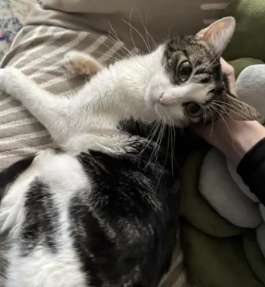 Eloise